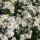 'Snowsprite' is a bushy, compact perennial with narrow leaves and clusters of white flowers in summer until autumn. Aster dumosus 'Snowsprite'  added by Shoot)