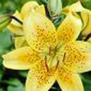 'King Pete' is a clump-forming bulbous perennial with upright leafy stems.  In mid-summer, it bears lemon-yellow, funnel shaped flowers with recurved petals and brown freckles. Lilium 'King Pete' added by Shoot)