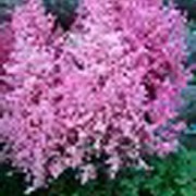 'Federsee', a mid season flowering variety, is a compact, semi-dwarf perennial with deeply-divided, deep green leaves and erect panicles of deep salmon-pink flowers in summer. Astilbe 'Federsee'  added by Shoot)