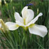 Iris 'White Swirl'