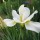 Iris sibirica 'White Swirl' (07/01/2012)  added by Shoot)
