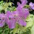 Rhododendron 'Caerhays Lavender'  