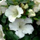 Rhododendron (Satsuki Group) 'Gumpo White'