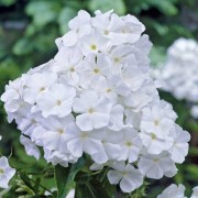  (15/01/2022) Phlox paniculata 'White Admiral' added by Shoot)