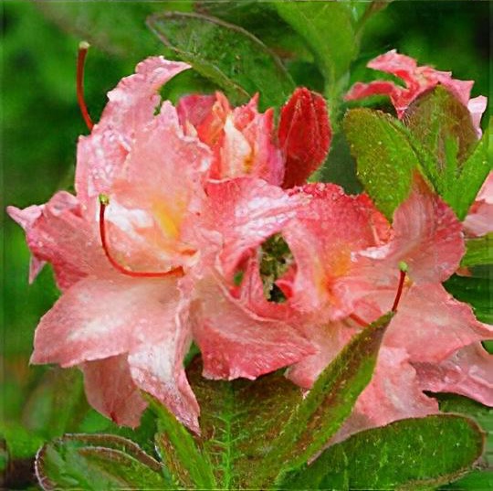 Rhododendron 'Cannon's Double' 