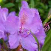 Rhododendron ponticum  added by Shoot)