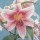 'Mona Lisa' is a clump-forming bulbous perennial with upright leafy stems.  In summer, it bears pink-flushed, white, funnel-shaped flowers with darker pink freckles. Lilium 'Mona Lisa' added by Shoot)
