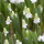 Muscari botryoides 'Album' (White grape hyacinth) Added by Nicola