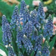 'Early Giant' is a clump-forming bulbous perennial with linear basal leaves and relatively large spikes of densly-packed fragrant bell-shaped blue flowers in spring. Muscari armeniacum 'Early Giant' added by Shoot)