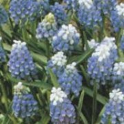 'Mount Hood' is a small clump-forming bulbous perennial with linear basal foliage and spikes of densly-packed, tubular flowers that are blue with the exception of those at the top of the spike which are white. Muscari 'Mount Hood' added by Shoot)