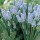 'Valerie Finnis' is a small clump-forming bulbous perennial with basal linear foliage and spikes of densly-packed light-blue bell-shaped flowers in spring. Muscari armeniacum 'Valerie Finnis' added by Shoot)