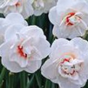 'Acropolis' is a clump-forming bulbous perennial with fragrant, double, white flowers with orange centres in spring. Narcissus 'Acropolis' added by Shoot)