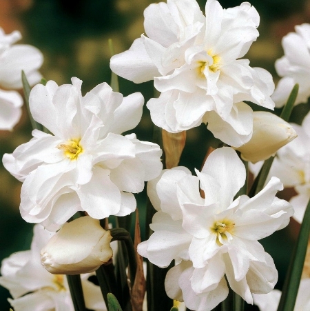 Narcissus poeticus 'Plenus'