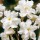  (20/11/2018) Narcissus poeticus 'Plenus' added by Shoot)