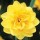 'Apotheosa' is a clump-forming bulbous perennial with strap-shaped leaves and double yellow and orange flowers in early to mid spring. Narcissus 'Apotheosa' added by Shoot)