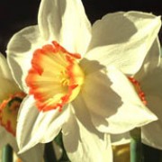 'Audubon' is a clump-forming bulbous perennial with strap-shaped leaves.  In spring, its flowers have white petals and orange-rimmed, yellow cups. Narcissus 'Audubon' added by Shoot)