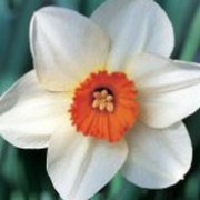 'Barrett Browning' is a clump-forming bulbous perennial with strap-shaped leaves.  In spring, its flowers have white petals and a small orange-rimmed yellow cup. Narcissus 'Barrett Browning' added by Shoot)