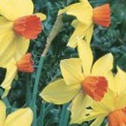 'Birma' is a clump-forming bulbous perennial with strap-shaped leaves.  Its flowers have yellow petals and a small deep orange cup in spring. Narcissus 'Birma' added by Shoot)