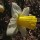 'Bravoure' is a clump-forming bulbous perennial with strap-shaped leaves.  Its flowers have overlapping white petals and slender yellow trumpets in spring. Narcissus 'Bravoure' added by Shoot)