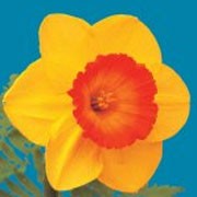 'Carbineer' is a clump-forming bulbous perennial with strap-shaped leaves.  Its flowers have deep yellow flowers and an orange cup in spring. Narcissus 'Carbineer' added by Shoot)