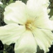 'Cassata' is a clump-forming bulbous perennial with strap-shaped leaves.  Its flowers have creamy-white petals and pale-yellow cups that are divided into flat frilly segments. Narcissus 'Cassata' added by Shoot)