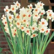 'Cragford' is a clump-forming bulbous perennial with strap-shaped leaves.  In spring, it bears clusters of fragrant flowers with white petals and small orange-red cups. Narcissus 'Cragford' added by Shoot)