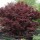  (27/02/2019) Acer palmatum 'Bloodgood' added by Shoot)