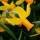 'Itzim' is a bulbous perennial with strap-shaped leaves.  In spring, its flowers have slightly reflexed yellow petals and orange cups. Narcissus 'Itzim' added by Shoot)