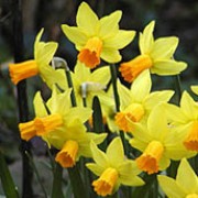 'Jetfire' is a clump-forming bulbous perennial with strap-shaped leaves.  In early spring, its flowers have yellow reflexed petals and orange trumpets. Narcissus 'Jetfire' added by Shoot)