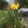 Narcissus Jetfire Added by Alison Kennedy