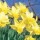 'Larkwhistle' is a clump-forming bulbous perennial with strap-shaped leaves.  In early spring, its flowers have yellow petals with a deeper yellow trumpet. Narcissus 'Larkwhistle' added by Shoot)