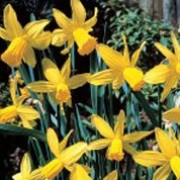 'Little Witch' is a clump-forming bulbous perennial with strap-shaped leaves.  In spring, it has yellow flowers with reflexed petals. Narcissus 'Little Witch' added by Shoot)