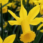 'Peeping Tom' is a clump-forming bulbous perennial with strap-shaped leaves.  In mid to late spring, its deep-yellow flowers have long slender trumpets with a frill at the end. Narcissus 'Peeping Tom' added by Shoot)