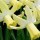 'Swallow' is a clump-forming bulbous perennial with strap-shaped leaves and pale-yellow flowers in spring. Narcissus 'Swallow' added by Shoot)