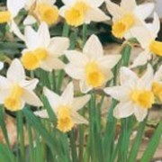'Toby' is a clump-forming bulbous perennial with strap-shaped leaves.  In spring, its flowers have cream petals and long yellow trumpets that fade as they age. Narcissus 'Toby' added by Shoot)
