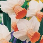'Spring Dawn' is a clump-forming bulbous perennial with strap-shaped leaves.  in early spring, its flowers have white petals and yellow trumpets. Narcissus 'Spring Dawn' added by Shoot)