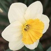 'Fragrant Breeze' is a clump-forming bulbous perennial with strap-shaped leaves.  In spring its fragrant flowers have overlapping white petals and an orange pleated cup Narcissus 'Fragrant Breeze' added by Shoot)