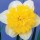 'Full House' is a clump-forming bulbous perennial with strap-shaped leaves.  In spring, its double flowers have white petals and a yellow segmented cup. Narcissus 'Full House' added by Shoot)