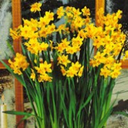 'Grand Soleil d'Or' is a clump-forming bulbous perennial with strap-shaped leaves.  in late winter to early spring, it bears clusters of small, sweetly-scented flowers that have yellow petals and orange cups. Narcissus 'Grand Soleil d'Or' added by Shoot)