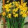 'Grand Soleil d'Or' is a clump-forming bulbous perennial with strap-shaped leaves.  in late winter to early spring, it bears clusters of small, sweetly-scented flowers that have yellow petals and orange cups. Narcissus 'Grand Soleil d'Or' added by Shoot)