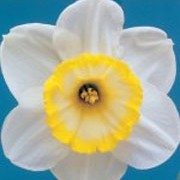 'Green Island' is a clump-forming bulbous perennial with strap-shaped leaves.  In spring, its flowers have overlapping, rounded, white petals and a white cup edged yellow. Narcissus 'Green Island' added by Shoot)