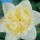 'Ice King' is a clump-forming bulbous perennial with strap-shaped leaves and creamy yellow double flowers in spring. Narcissus 'Ice King' added by Shoot)
