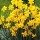 'Baby Moon' is a clump-forming bulbous perennial with linear leaves and clusters of deep-yellow sweetly scented flowers in late spring. Narcissus 'Baby Moon' added by Shoot)
