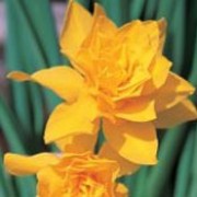 'Double Campernelle' is a clump-forming bulbous perennial with strap-shaped leaves and clusters of two to four, sweetly-scented, double, golden-yellow flowers in spring. Narcissus × odorus 'Double Campernelle' added by Shoot)
