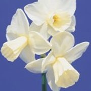 'Curlew' is a clump-forming bulbous perennial with strap-shaped leaves and clusters of sweetly-scented creamy yellow flowers in spring. Narcissus 'Curlew' added by Shoot)