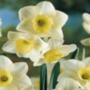 'Fruit Cup' is a clump-forming bulbous perennial with strap-shaped leaves and clusters of scented flowers with green-flushed white petals and greenish yellow cups in spring. Narcissus 'Fruit Cup' added by Shoot)