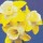 'Hillstar' is a clump-forming bulbous perennial with strap-shaped leaves and white-flushed yellow flowers in spring. Narcissus 'Hillstar' added by Shoot)
