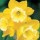 'Pipit' is a clump-forming bulbous perennial with strap-shaped leaves.  In spring, it bears clusters of lemon-yellow, scented flowers whose trumpets fade to white. Narcissus 'Pipit' added by Shoot)
