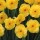'Sun Disc' is a clump-forming bulbous perennial with strap-shaped leaves and clusters of flowers with rounded yellow petals and deeper yellow cups in spring. Narcissus 'Sun Disc' added by Shoot)