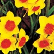 'Suzy' is a clump-forming bulbous perennial with strap-shaped leaves and clusters of sweetly scented yellow flowers with deep orange cups in spring. Narcissus 'Suzy' added by Shoot)
